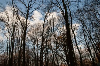 Gökyüzüne karşı karanlık ağaç siluetleri