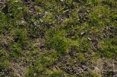 İlk bahar çimenleri yarılıyor.