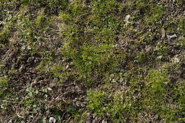 Het Eerste Lentegras Breekt Door — Stockfoto