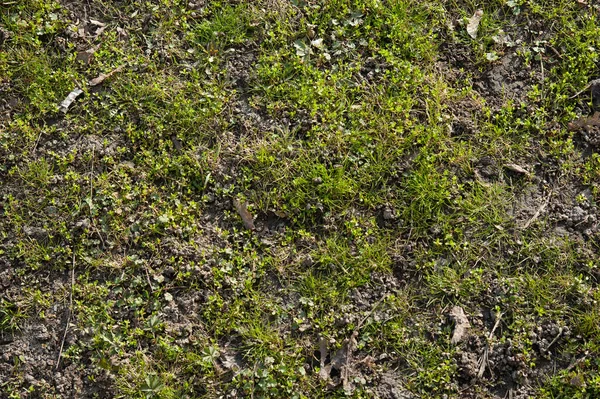 Primera Hierba Primavera Está Abriendo Paso — Foto de Stock