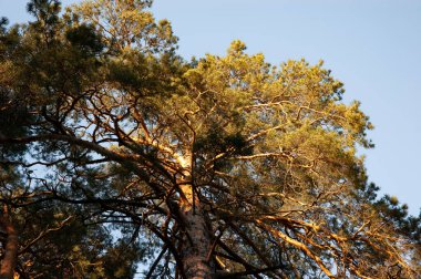 Güneş ışığında eğri dalları olan büyük yaşlı bir çam ağacı.