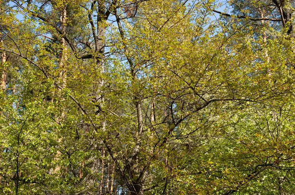 Дерево Яскраво Зеленим Листям Сонячному Світлі — стокове фото