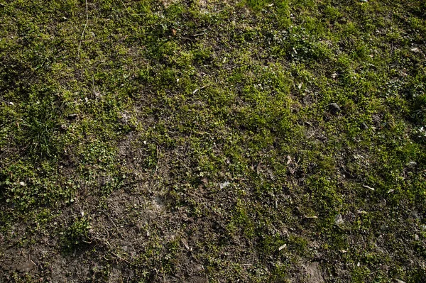 Primera Hierba Primavera Está Abriendo Paso — Foto de Stock