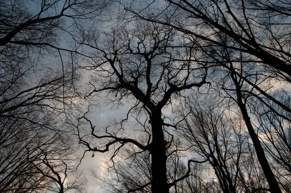 Mörka Silhuetter Träd Mot Himlen — Stockfoto