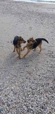 Kumsalda oynayan iki genç köpek.