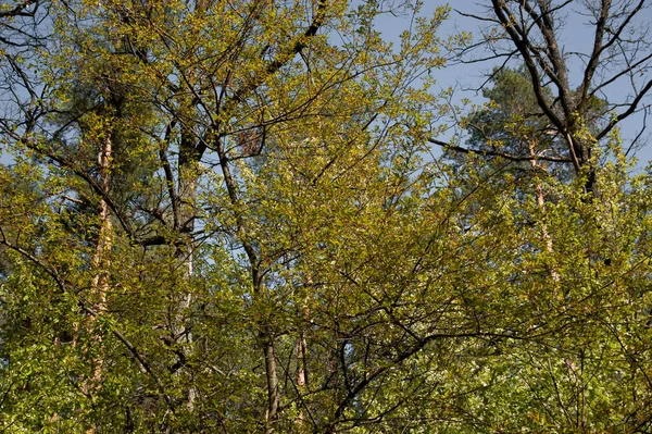 Tree Bright Green Leaves Sunlight — Stock Photo, Image