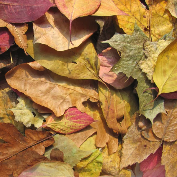 Hojas de otoño fondo — Foto de Stock