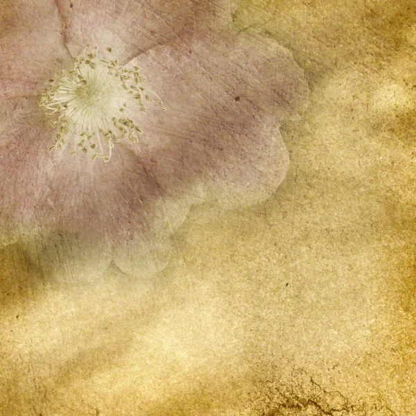 Altes Papier mit floralem Muster — Stockfoto