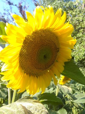 Güneş ışığı altında bir ayçiçeğinin üzerinde sürünen bir arı, yeşillik ve gökyüzü arka planda yavaşça bulanıklaşır..