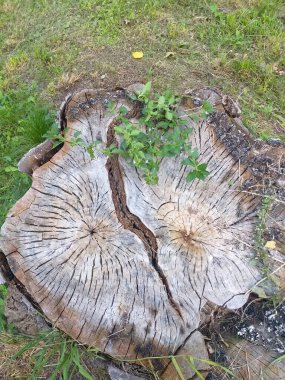 Çatlak ağaç kütüğü, üst manzara. Yıllık halkalarla detaylı ahşap doku. Yapraklı küçük yeşil bir dal yüzey boyunca uzanır..
