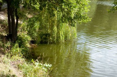 Dalgalı suyla Lakeshore, kıyıda yeşil çimenler, ve söğüt dalları.