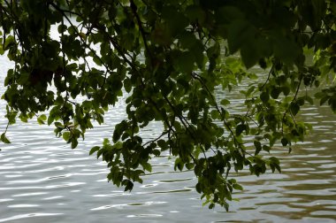 Hafif dalgalı göl suyu ve koyu yeşil yapraklı sarkık dallar..
