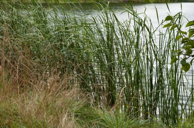 Dalgalı su ile Lakeshore, kıyıda yeşil çimen, kıyıya yakın yeşil sazlıklar, ve yeşil yapraklı dallar.