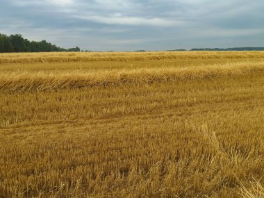 Taze biçilmiş buğday tarlası. Gri bulutlarla dolu bir gökyüzünün altında uzak bir ağaç sınırı var..