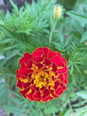 Marigold çiçeği, yakın plan, bulanık yeşil arka plan. Seçici odak.