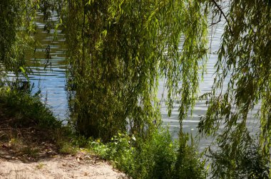 Ağlayan söğüt dalları ve yeşil yapraklar nazikçe dalgalanan suya batıyor..