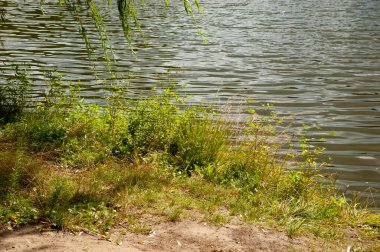 Dalgalı suyla Lakeshore, kıyıda yeşil çimenler, ve söğüt dalları.