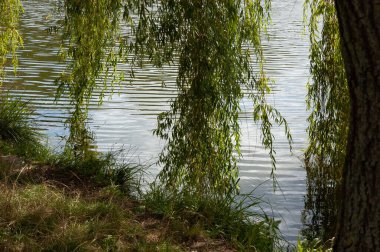 Ağlayan söğüt dalları ve yeşil yapraklar nazikçe dalgalanan suya batıyor..