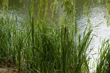 Dalgalı su ile göl, kıyıya yakın yeşil sazlıklar ve yeşil yapraklarla sarkık söğüt dalları.