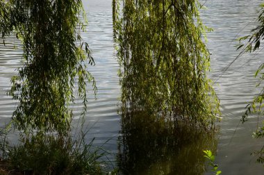Ağlayan söğüt dalları ve yeşil yapraklar nazikçe dalgalanan suya batıyor..