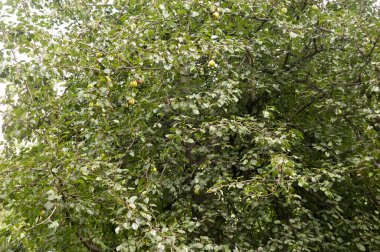 Bir sürü yeşil yaprağı ve olgunlaşmamış yeşil armudu olan armut ağacı..