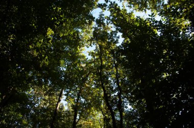 Açık mavi gökyüzüne karşı yoğun yeşil yaprakları olan ağaç dalları. Aşağıdan doğal tepe örtüsü manzarası, taze yaz yaprakları ve yumuşak gün ışığı sakin bir arka plan yaratıyor..