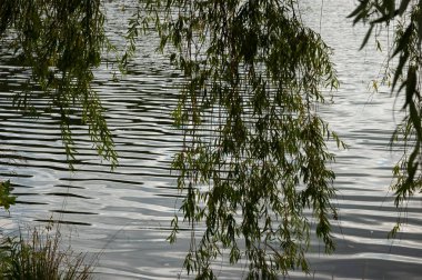 Ağlayan söğüt dalları ve yeşil yapraklar nazikçe dalgalanan suya batıyor..