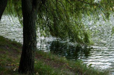 Ağlayan söğüt dalları ve yeşil yapraklar nazikçe dalgalanan suya batıyor..