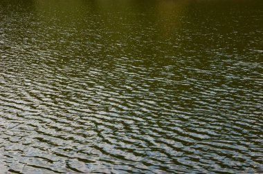Tüm çerçeveyi kaplayan yumuşak dalgalı yeşil göl suyu..