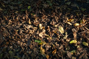 Sıcak güneş ışığıyla aydınlatılmış, yerde yatan eski kahverengi sonbahar yaprakları. Doğal ışık ve yumuşak gölgelerle mevsimlik orman zemin ayrıntıları.