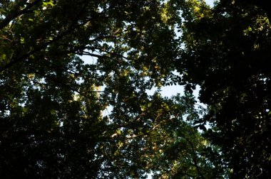 Açık mavi gökyüzüne karşı yoğun yeşil yaprakları olan ağaç dalları. Aşağıdan doğal tepe örtüsü manzarası, taze yaz yaprakları ve yumuşak gün ışığı sakin bir arka plan yaratıyor..
