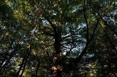 Ormanda diğer yeşil ağaçların arasında duran büyük yeşil meşe ağacı. Mavi gökyüzü dallar ve yapraklar arasında görünür. Doğal ışık ve zengin yapraklı yaz ormanlık sahnesi.