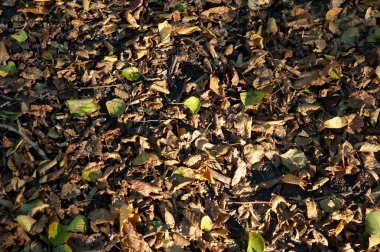 Sıcak güneş ışığıyla aydınlatılmış, yerde yatan eski kahverengi sonbahar yaprakları. Doğal ışık ve yumuşak gölgelerle mevsimlik orman zemin ayrıntıları.