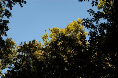 Açık mavi gökyüzüne karşı yoğun yeşil yaprakları olan ağaç dalları. Aşağıdan doğal tepe örtüsü manzarası, taze yaz yaprakları ve yumuşak gün ışığı sakin bir arka plan yaratıyor..