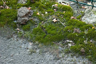 Yaşlı asfalt yemyeşil yosun ile kaplanmış. Şehir yüzeyi yavaş yavaş doğa tarafından geri kazanıldı, sert kaldırım ve yumuşak bitki örtüsü arasındaki dokulu zıtlık.