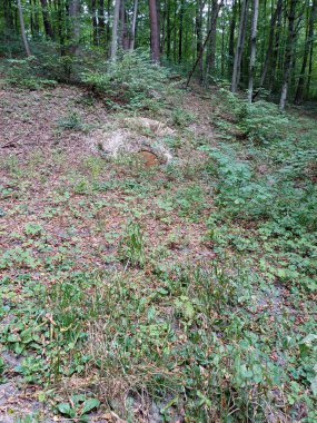 Çimenler arka planda yeşil ormanlarla kaplıydı. Tepedeki küçük toprak yığını, küçük bir kapı gibi üzerine yaslanmış bir kütük parçası. Doğal ortamda hoş bir peri masalı havası.