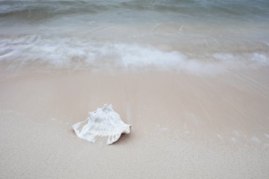 kabuklu deniz hayvanı kabuğu Plajı