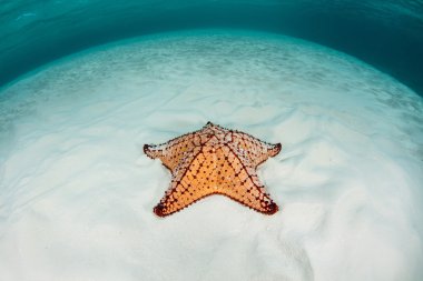 Batı Hint deniz yıldızı