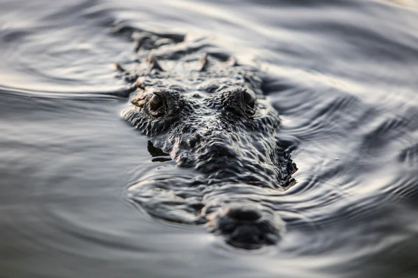 American Crocodile Drifting in Tropical Lagoon — Stock Photo, Image