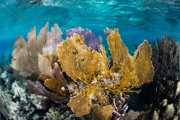 화려한 카리브 암초 — 스톡 사진