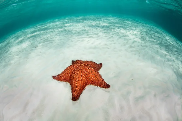 Estrela do mar indiana ocidental — Fotografia de Stock