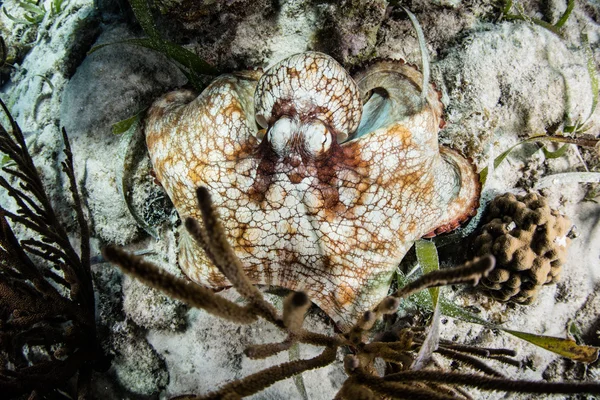 Gecamoufleerde Octopus op Caribische zeebodem — Stockfoto