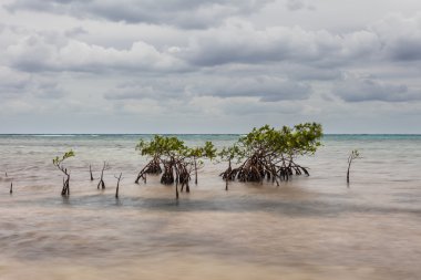 Mangrov ağaçlar Karayipler