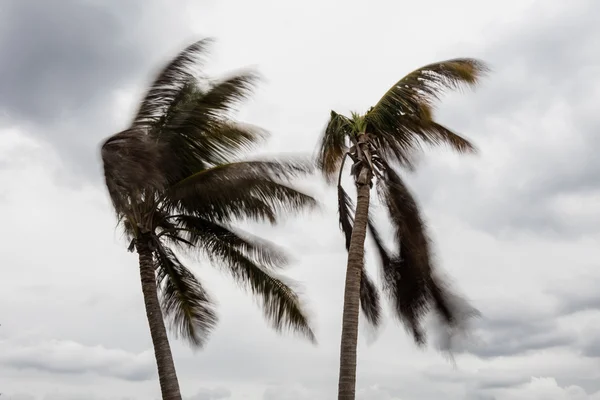 Palmeiras de coco e ventos fortes em Belize — Fotografia de Stock