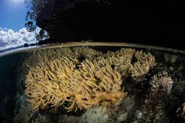 Corales en aguas poco profundas de Indonesia — Foto de Stock