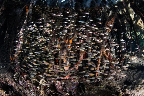 Genç balıklar mangrov kökleri pervane — Stok fotoğraf