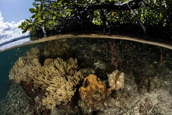 Corales y bosque de manglares en Raja Ampat — Foto de Stock