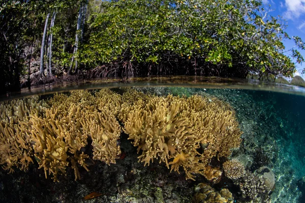 Mangrowe i korale w Raja Ampat — Zdjęcie stockowe