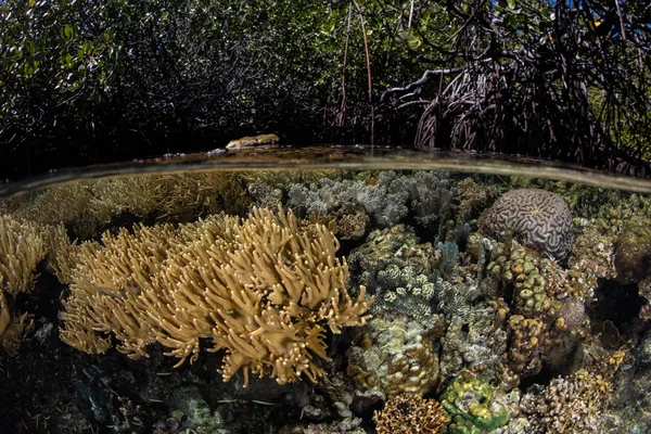 Коралловый риф и мангровый лес — стоковое фото