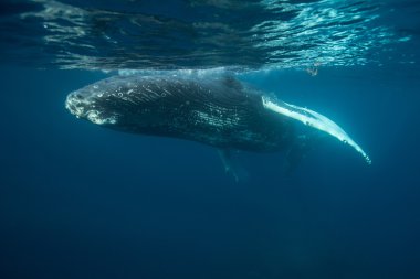 Humpback Whale at Surface of Sea clipart